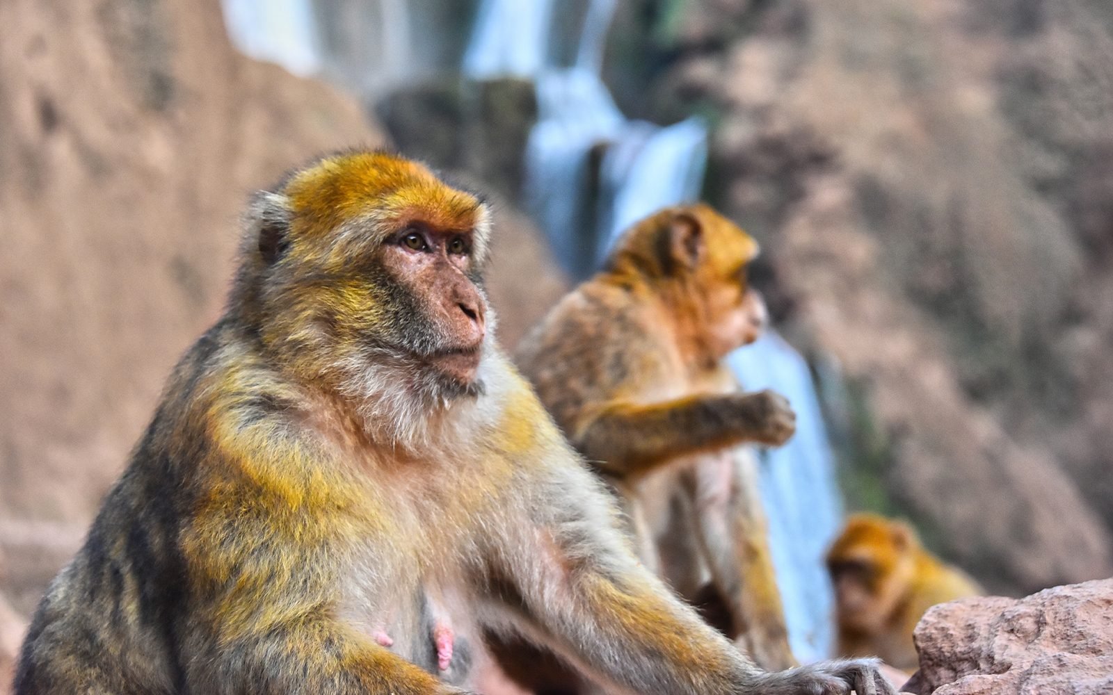 Macaques de Barbarie près des cascades d’Ouzoud